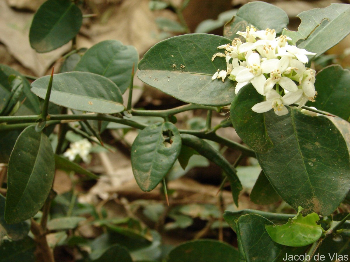 Atalantia ceylanica (Arn.) Oliv.